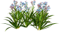 Flora ClipArt 283