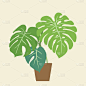 瑞士奶酪植物Monstera deliciosa，一种受欢迎的室内装饰植物，原产于热带雨林。