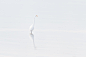 Calm Egret by Miraks Subba on 500px