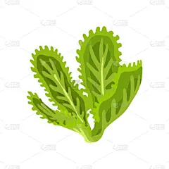 蔬菜,沙拉,有机食品,绿色,草本,农业,菠菜,清新,莴苣,烹调