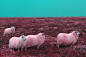 Dreamscapes of Iceland on Behance