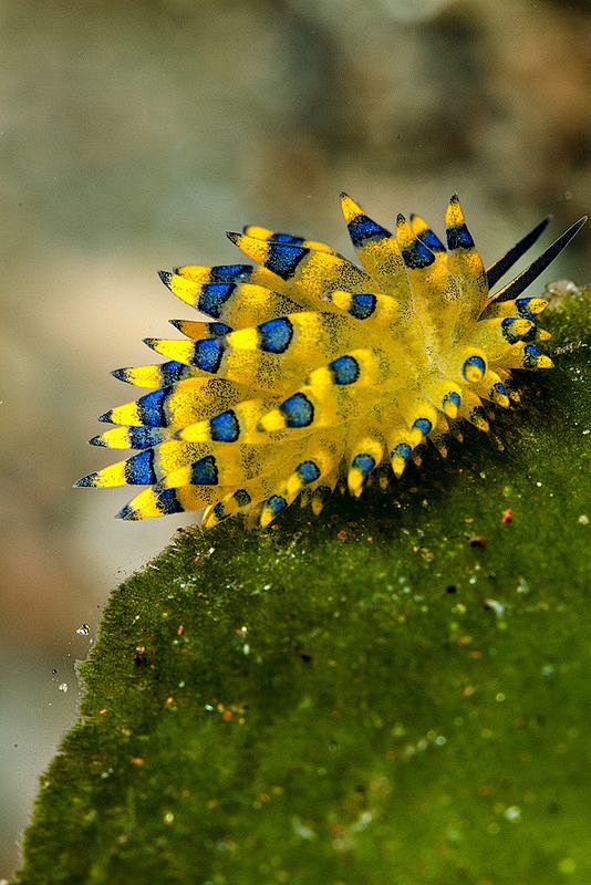nudibranch