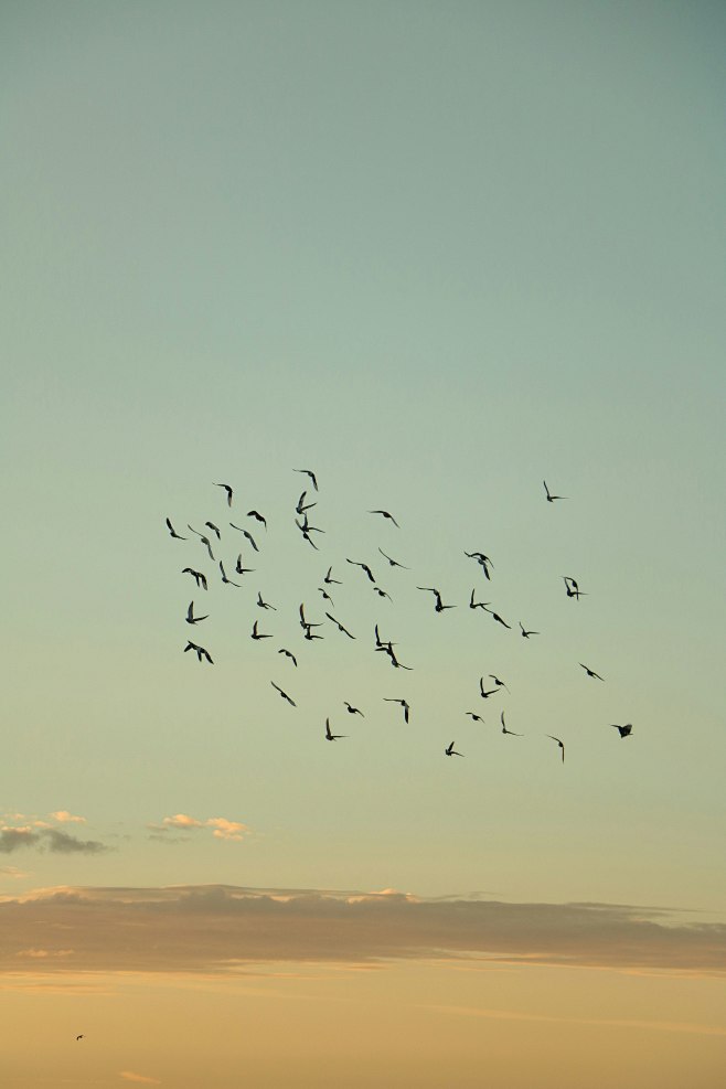 a flock of birds fly...