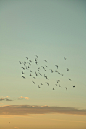 a flock of birds flying in the sky