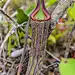 &quot;Dusky Pitcher-Plant V&quot; by Neo-rajah on 500px