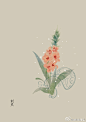 #365天生日花# <br/>3月23日 剑兰 (Gladiolus) <br/>花语 : 热恋 <br/> 