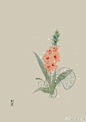 #365天生日花# 3月23日 剑兰 (Gladiolus) 
花语 : 热恋 
