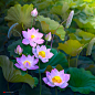Фото Розовые лотосы среди листьев, by Duongquocdinh
