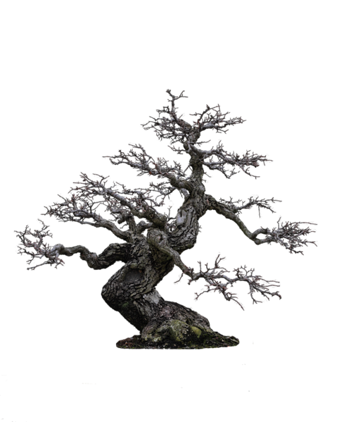 tree_png_by_camelfob...