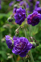 #微距# #鲜花# #摄影#
 | CERNEY HOUSE GARDENS | Flickr - 相片分享！