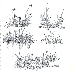 No.77 速写打卡临摹水草 芦苇水生植物