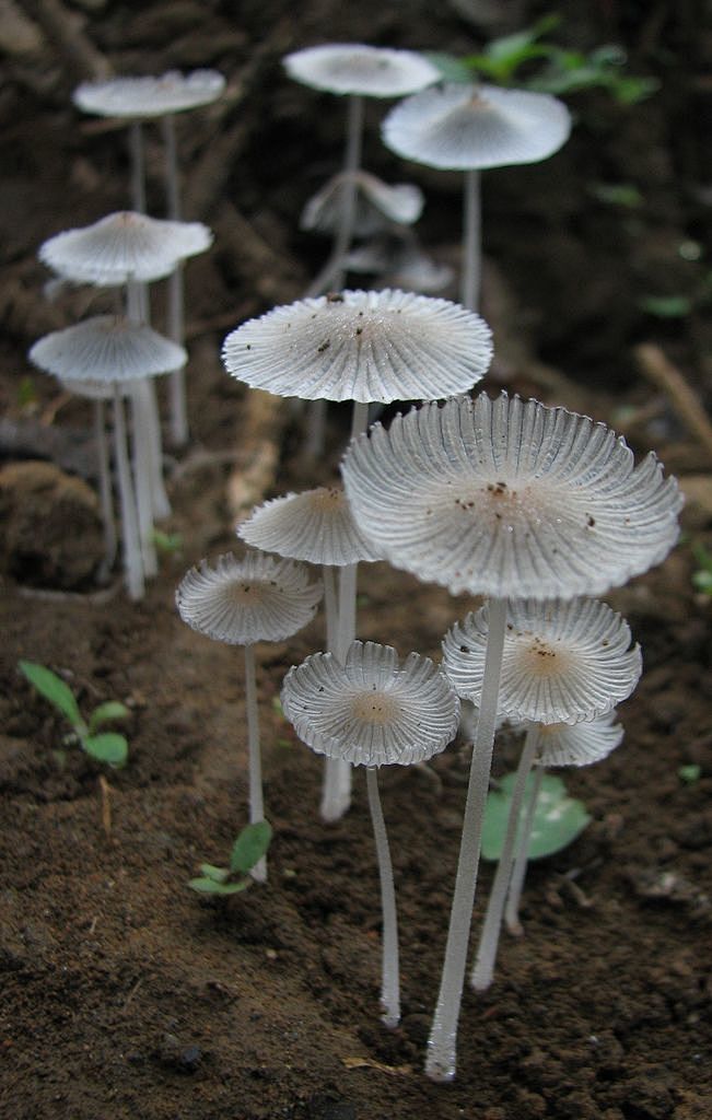 ˚White umbrellaaaas