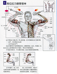人体骨骼肌肉手臂肩膀