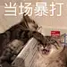 沙雕表情包