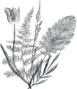 手绘铅笔素描线稿花卉植物婚礼请柬海报卡片免抠PNG图案PS素材 (55)