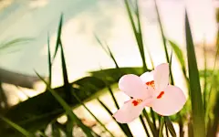 美丽的春天电脑桌面高清壁纸桌面壁纸4