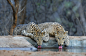 Leopardsof Jhalana by Sudhir Garg - Animals Lions, Tigers & Big Cats ( big cat, animals, jaipur, wildlife, leopard )