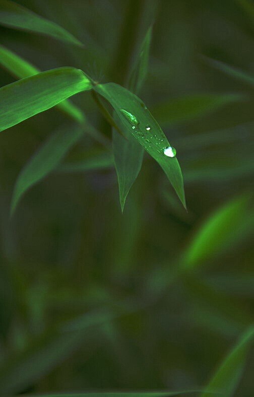 微雨洒花千点泪   
淡烟笼竹一堆愁