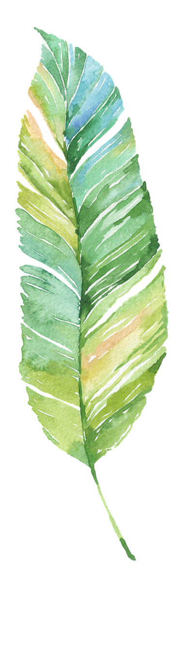 热带植物 手绘素材 叶子 png素材