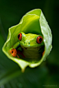 A small frog peers out from inside a plant by Peter Krejzl.