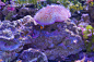 小丑鱼与海葵珊瑚在黑暗的光水族馆