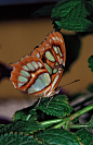 孔雀石蝴蝶  malachite butterfly