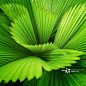 Full Frame Shot Of Palm Leaves