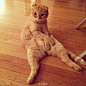 美国洛杉矶的萌猫Shrampton总是以异于其他猫咪的姿势直直地坐着，看上去像是在打坐一样。如今，Shrampton在网上已经有了2万多名粉丝，它每天的工作就只是和它的孪生妹妹Bunni一起卖萌而已