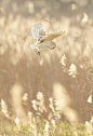 earthandanimals:

0rient-express:
untitled | by mark bridger.+++
