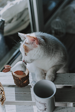 星星点点🌸采集到猫（放心，仅仅猫）