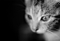【故事】No.23 小猫海参