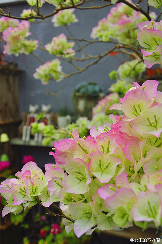 三角梅绿叶樱花