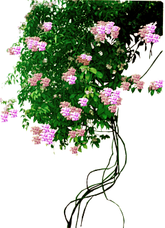 景观设计_方遇采集到藤本植物PNG
