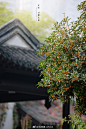 薄荷绿-LINDA的照片 - 微相册
