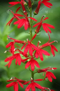 半边莲属,北美红鸟,自然,垂直画幅,春天,无人,户外,叶子,花头,野生植物