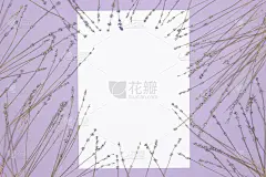 熏衣草干花框架与白纸卡平铺。抽象花卉模型背景