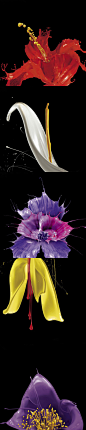 惊艳，令人惊叹的液体花瓣！ #创意#