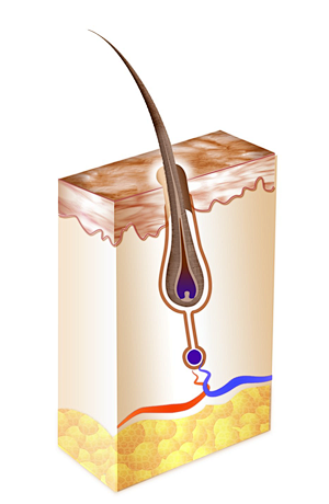 Live Root Resting/Sh...