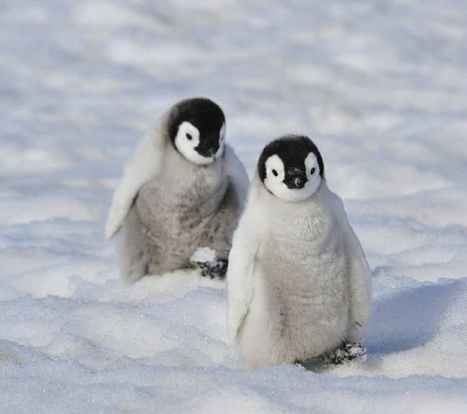 小企鹅。ins：penguinstoth...