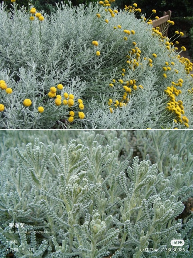 i绵杉菊银香菊