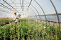 Worker watering plants in plant nursery greenhouse by Hero Images on 500px