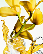 Photo by Prada Beauty on August 11, 2022. May be a closeup of flower and nature.