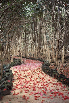 华夫格-厘子水采集到童话