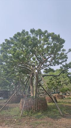 beor7_咖啡屋采集到植物单体