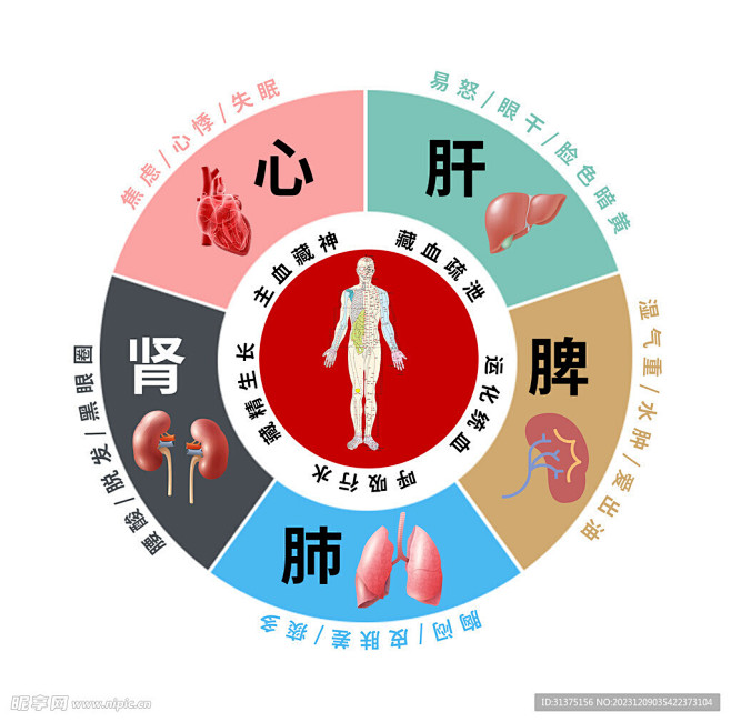 五脏图