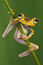 Chachi Tree Frog Hypsiboas Picturatus Print by Pete Oxford: 