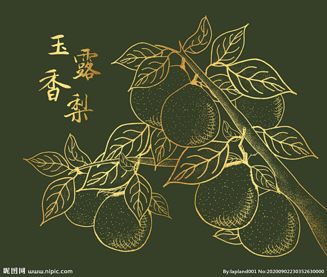 玉露香梨金色线条 梨线稿