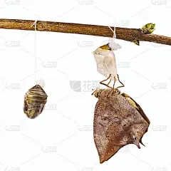 秋叶蝶刚从蛹里出来，孤立在白色的背景上