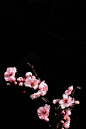梅 粉色