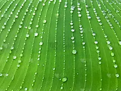 香蕉叶子上的雨滴链，抽象的热带植物背景。